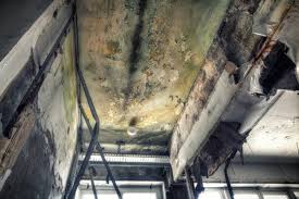 Why You Should Choose Our Mold Remediation Services in Spanish Springs, NV